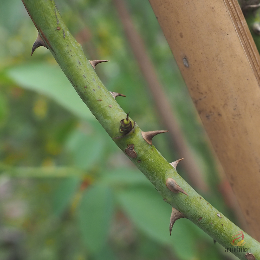 กุหลาบเลื้อย