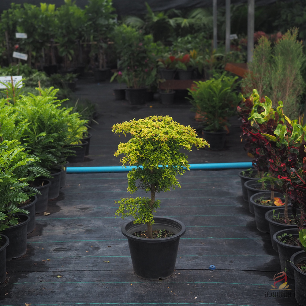 หูกระจงแคระ