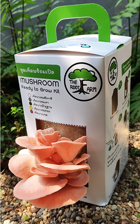 ชุดคิทเห็ดนางนวลพร้อมเปิด (Mushroom Ready To Grow Kit)