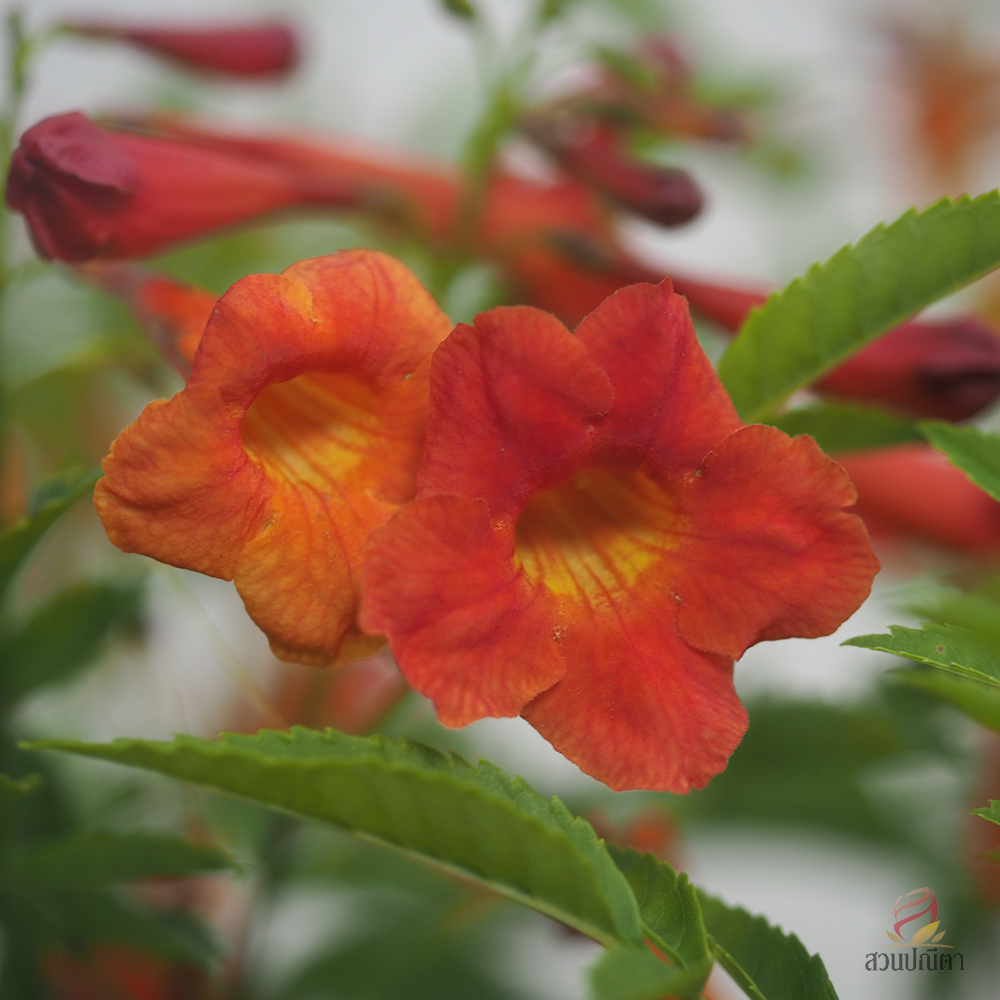 ทองอุไรสีส้ม
