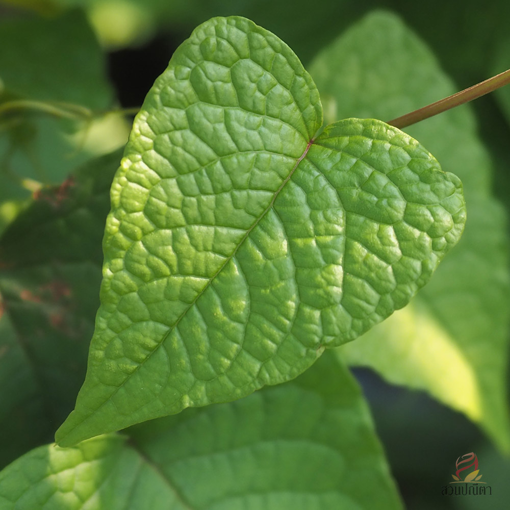 พวงชมพู