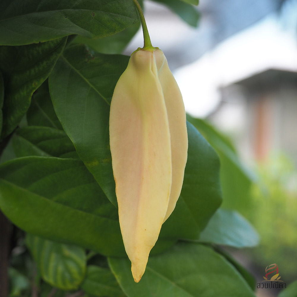 บุหรง