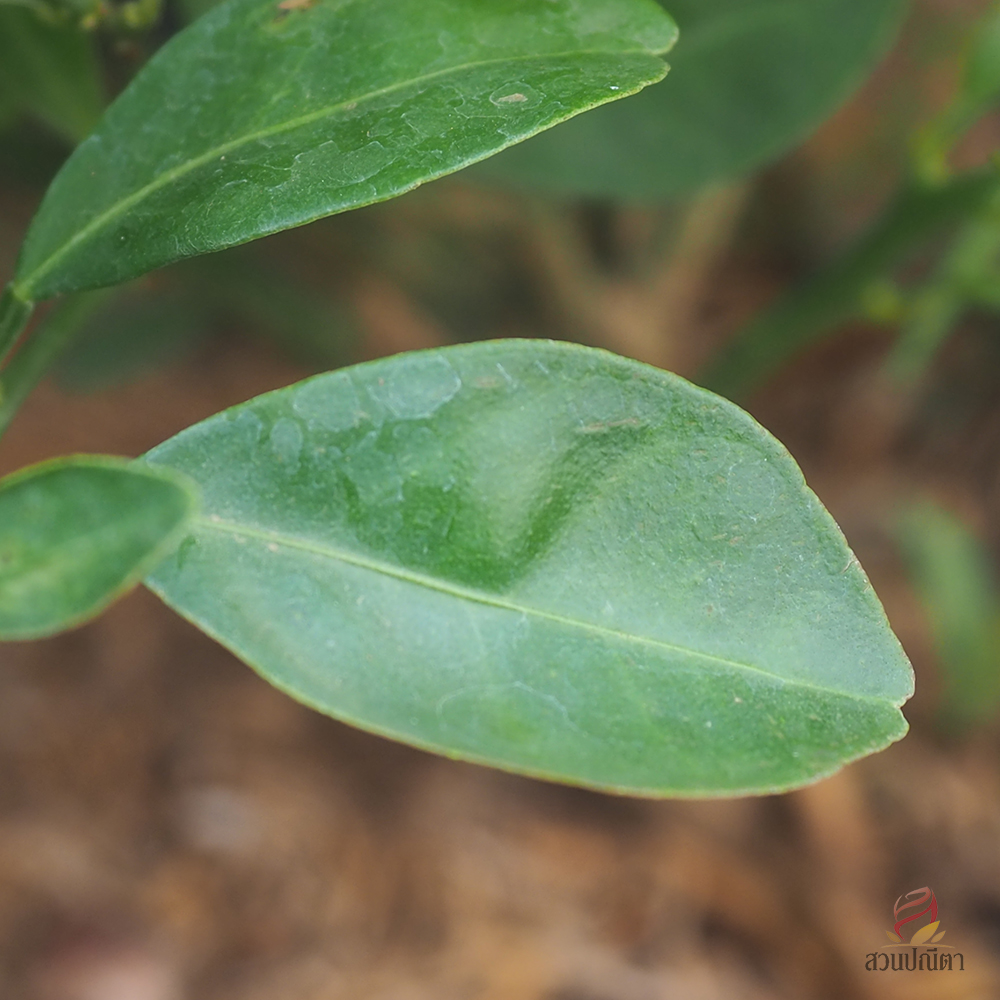 ส้มจี๊ด