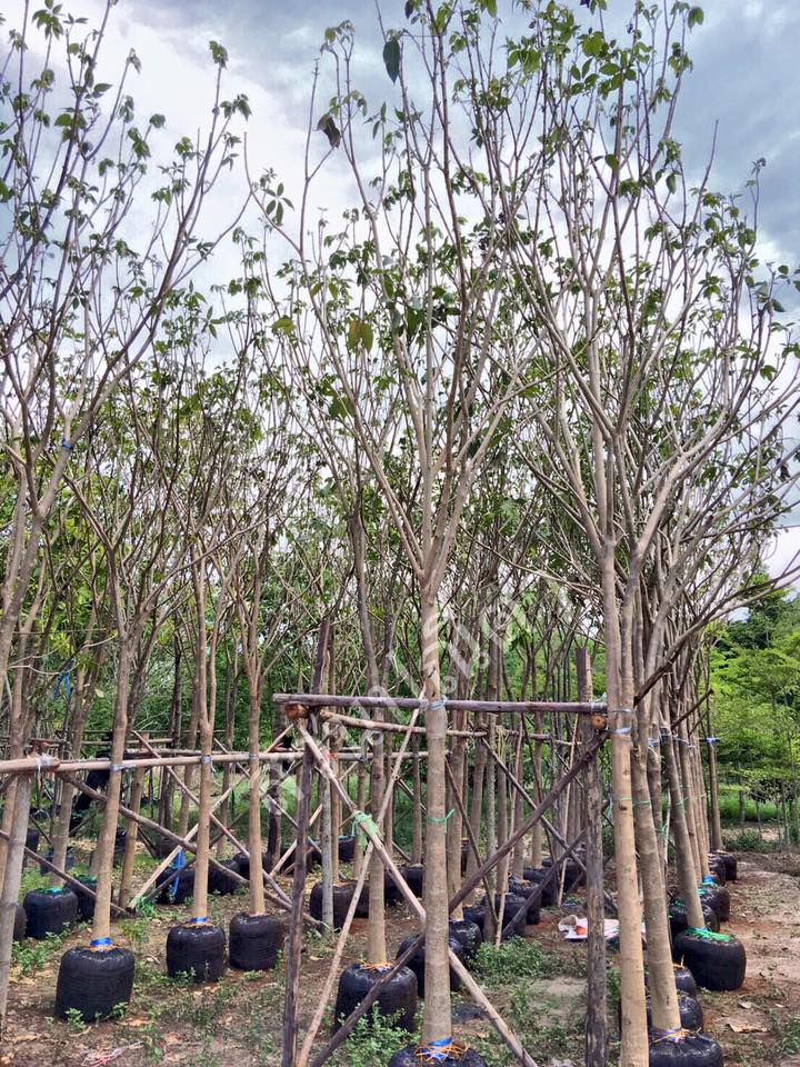 ชมพูพันธุ์ทิพย์