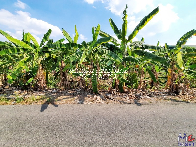 ขายที่ดินเปล่า ย่าน เทอดไท วุฒากาศ กัลปพฤกษ์ กำนันแม้น บางหว้า ภาษีเจริญ : เทอดไท 71 : 147 ตารางวา
