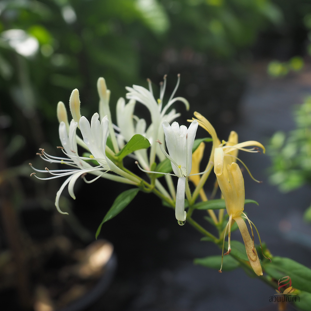 สายน้ำผึ้ง