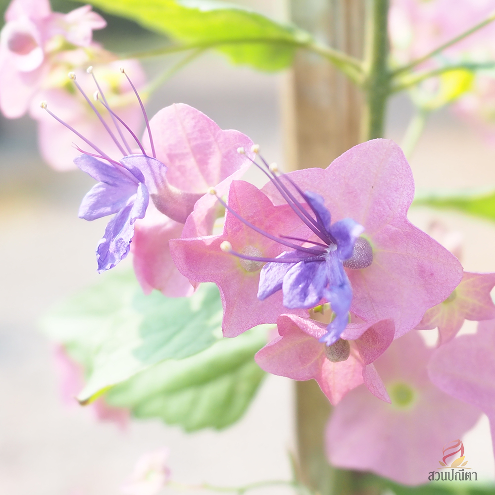 เรดาห์ม่วง