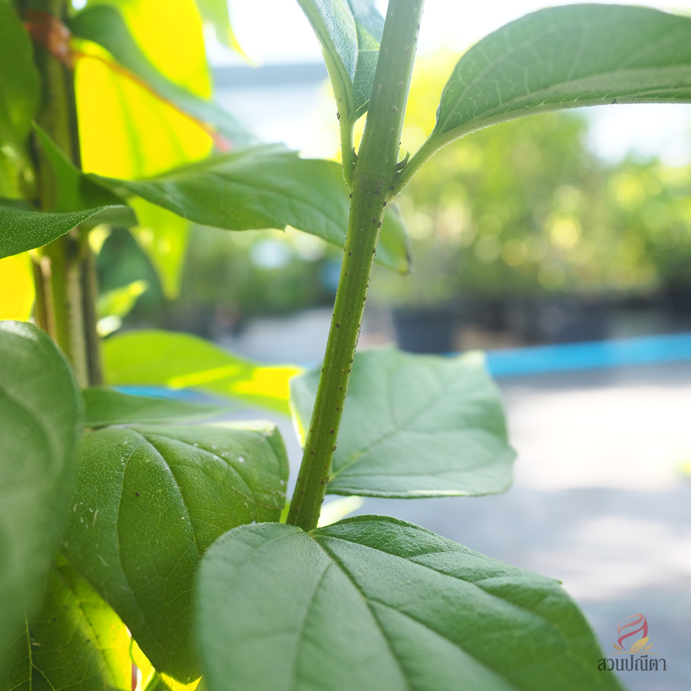 กรรณิการ์