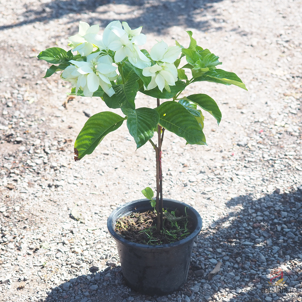 ดอนญ่าขาว