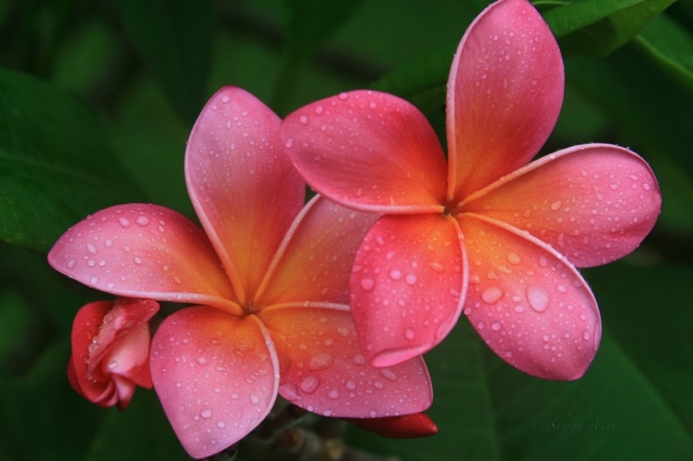 ลีลาวดี