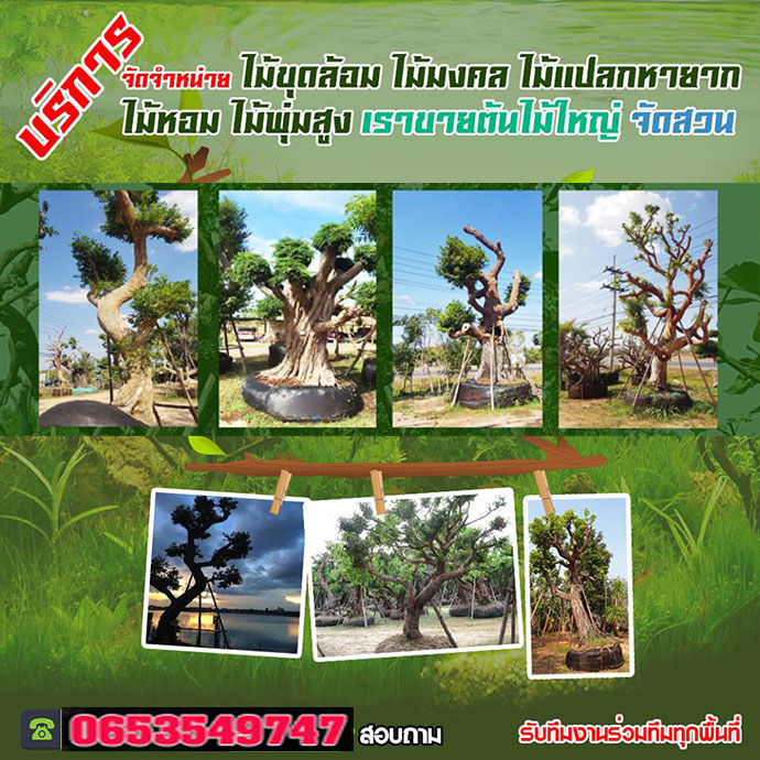 ช่างรับจัดสวนเขตจตุจักร