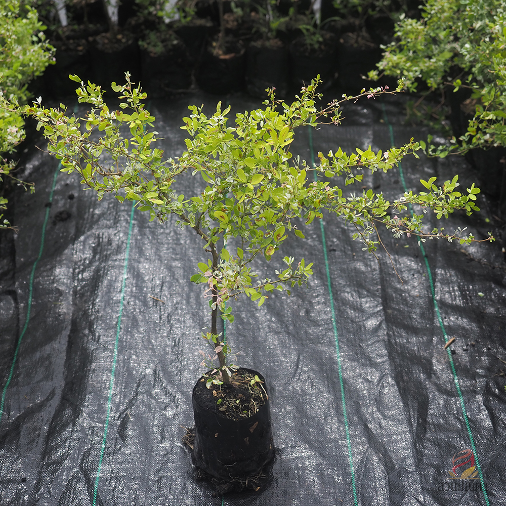 มะขามเทศด่าง