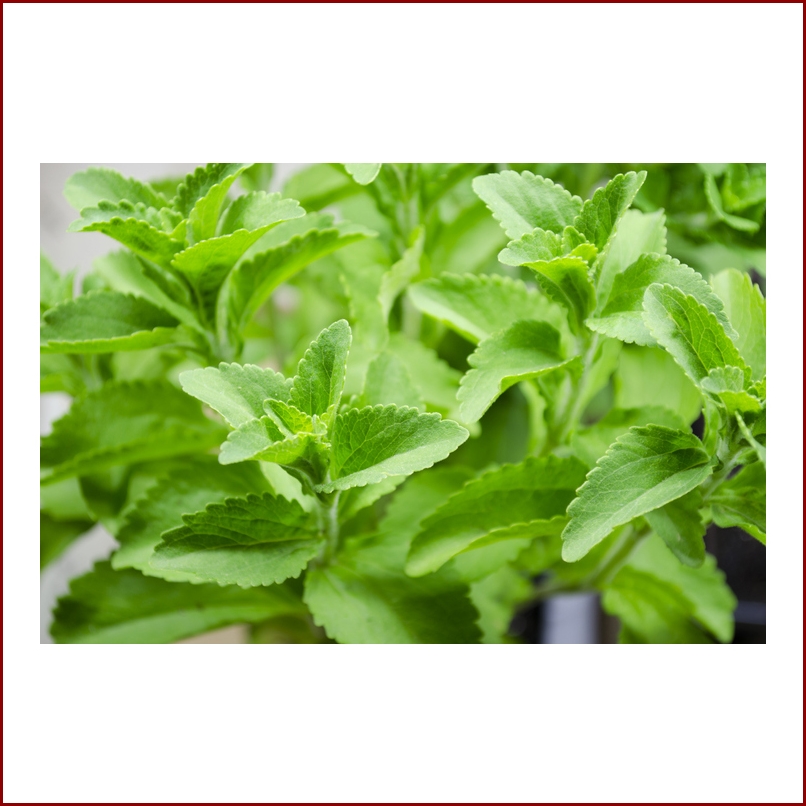 หญ้าหวานบดผง ใช้แทนน้ำตาล สำหรับคนรักสุขภาพ (น้ำหนัก 80 กรัม)