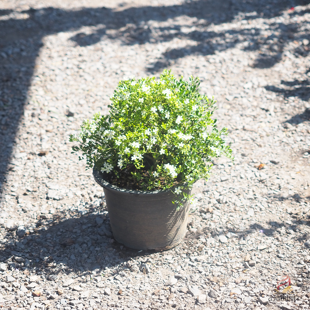 แก้วแคระใบประยงค์