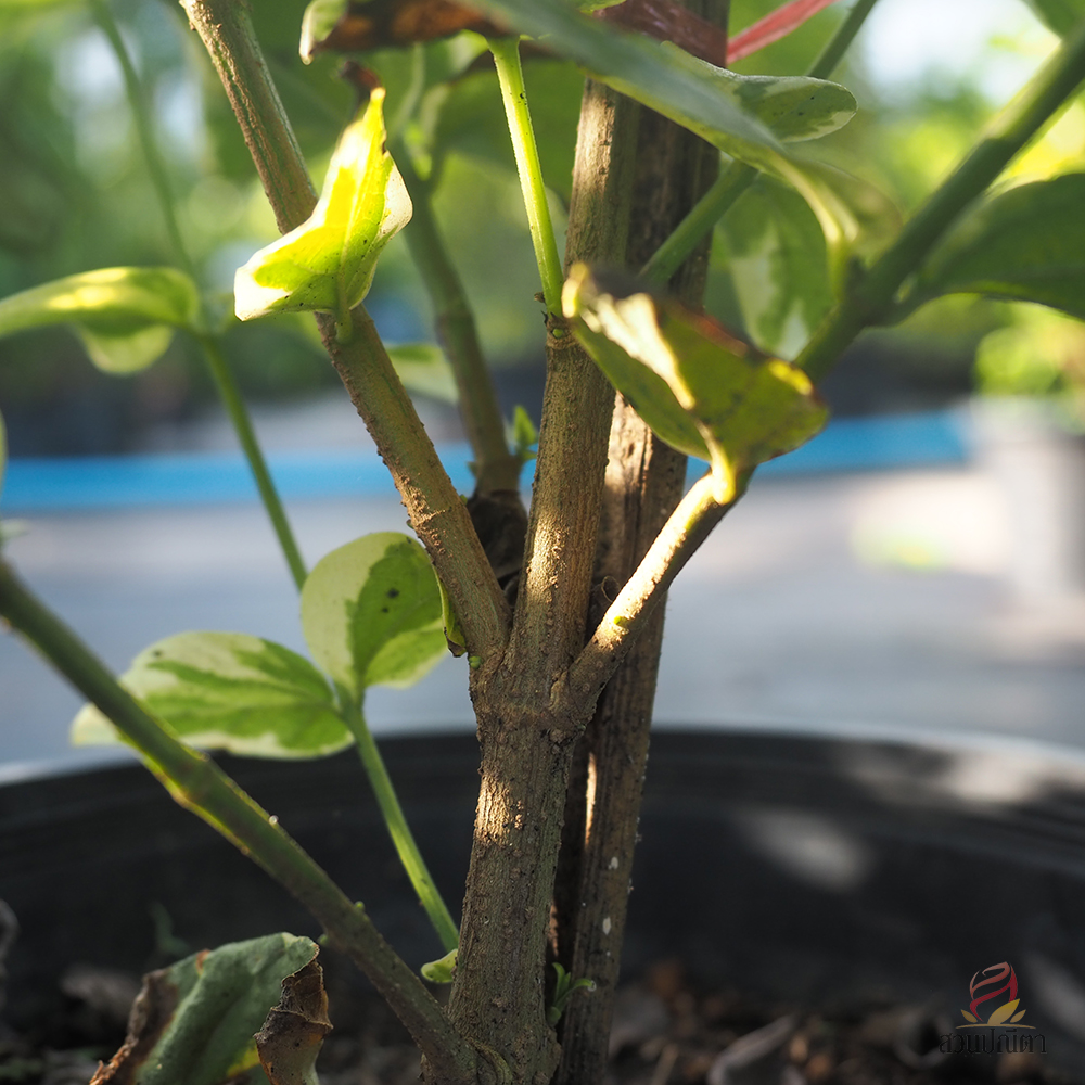 กรรณิการ์ด่าง