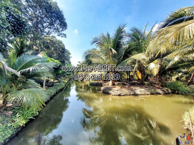 ขายที่ดินสวนมะพร้าวน้ำหอม ย่าน ทิมเรืองเวช หนองนกไข่ คลองจินดา บางช้าง สามพราน : ใกล้หมู่บ้านทิมเรืองเวช : 9-1-1 ไร่