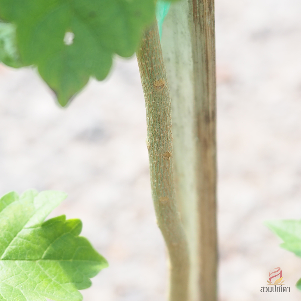 เรดาห์ม่วง