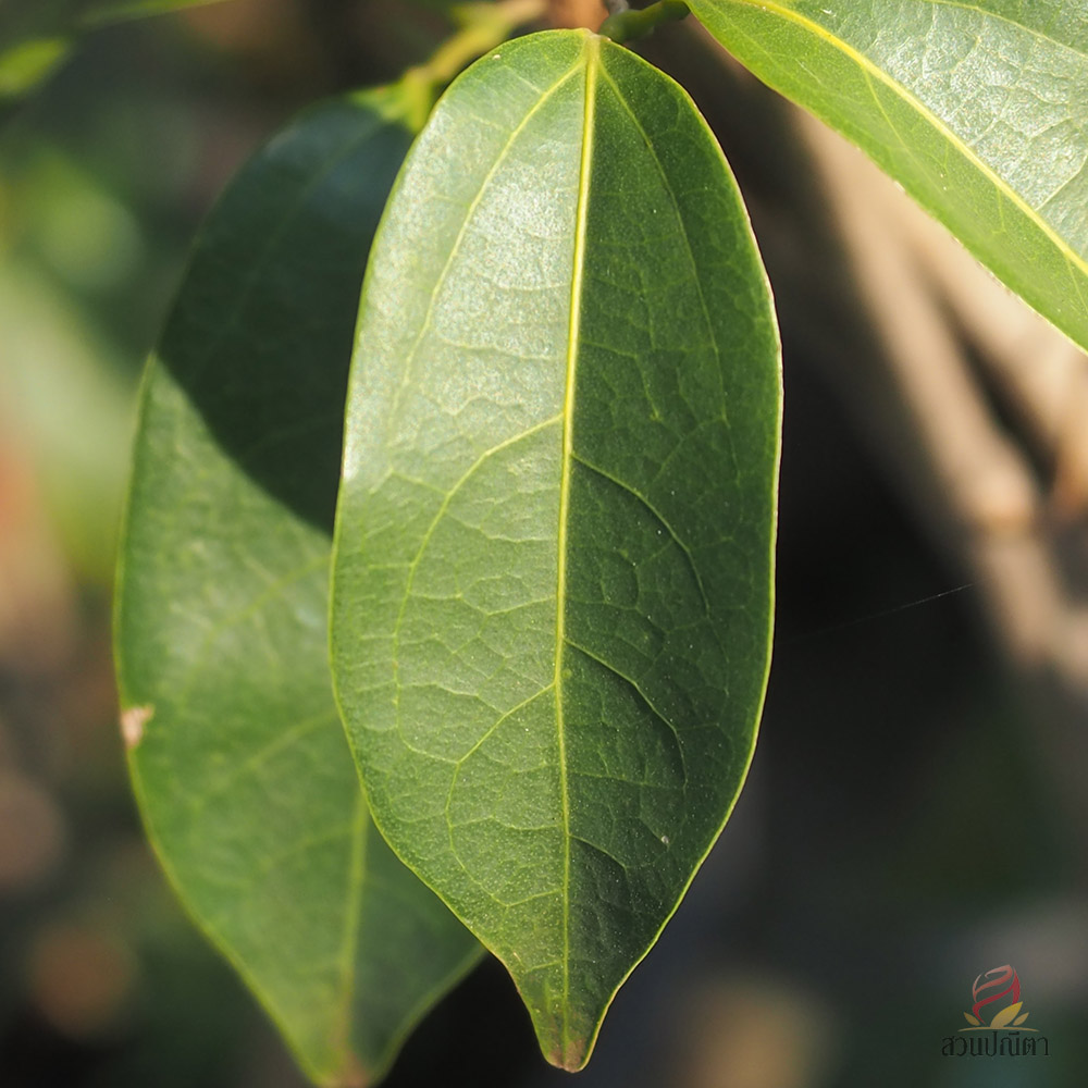 กระเทียมเถา