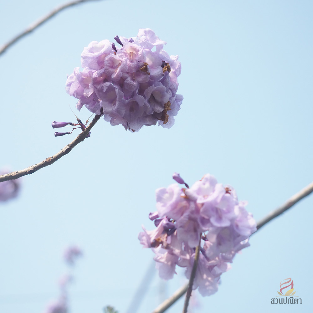 ศรีตรัง (ไซส์ถุง)