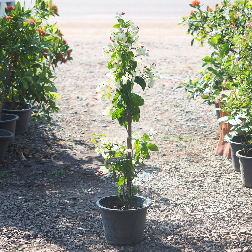 มังกรคาบแก้ว