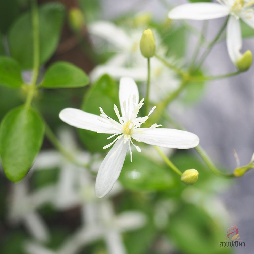 พวงวิวาห์