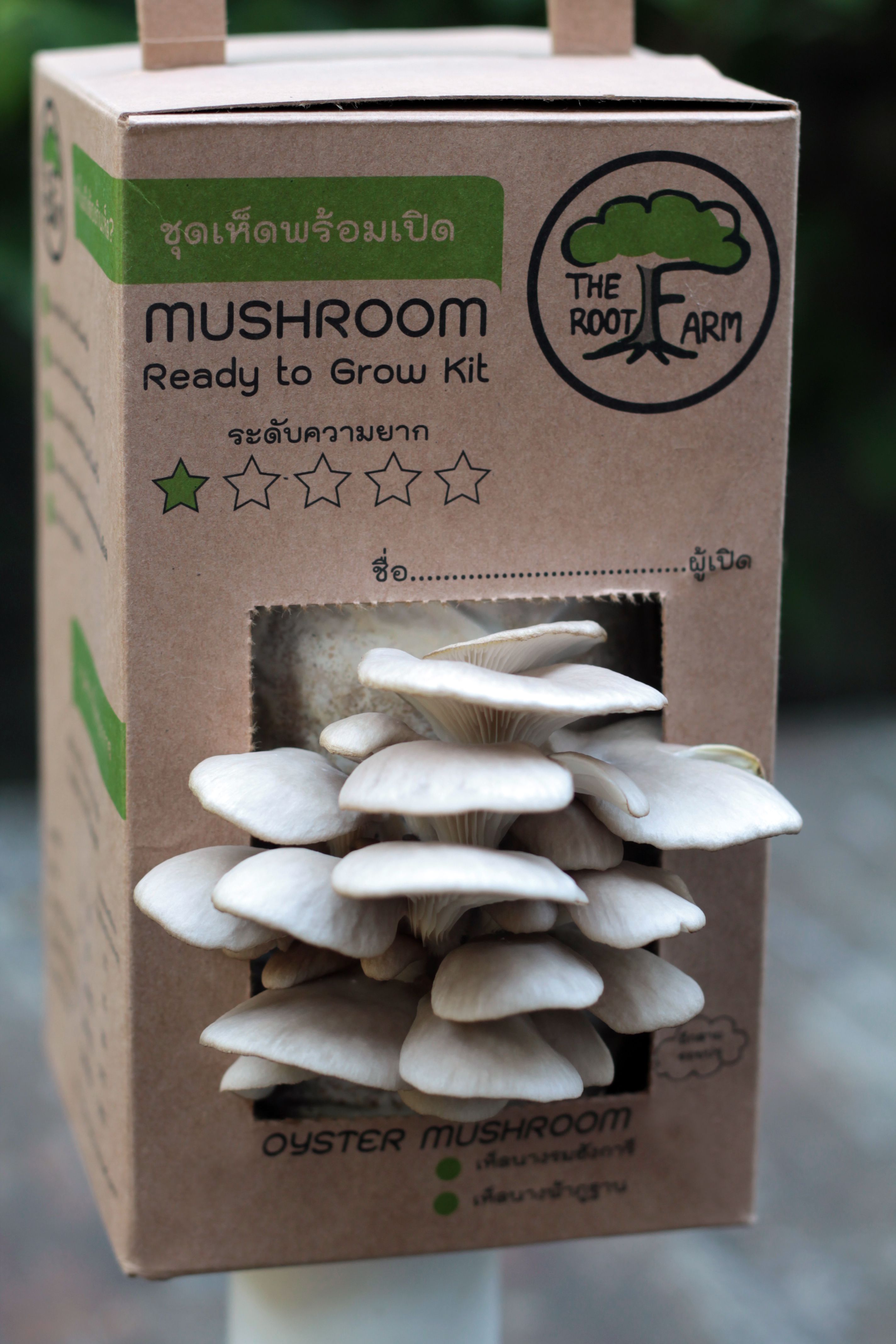 ชุดคิทเห็ดนางรมเทาพร้อมเปิด (Mushroom Ready To Grow Kit)