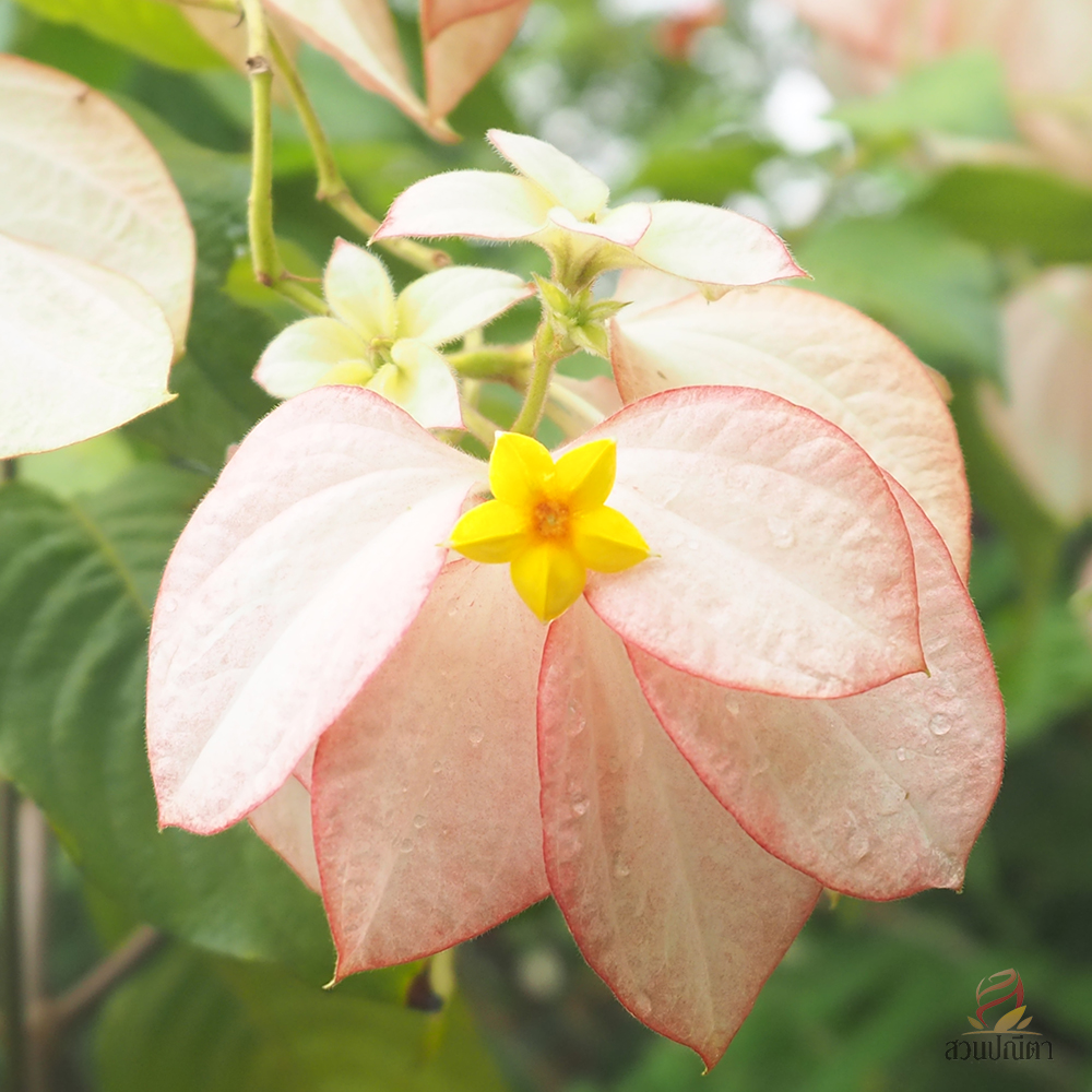 ดอนญ่าควีนสิริกิติ์