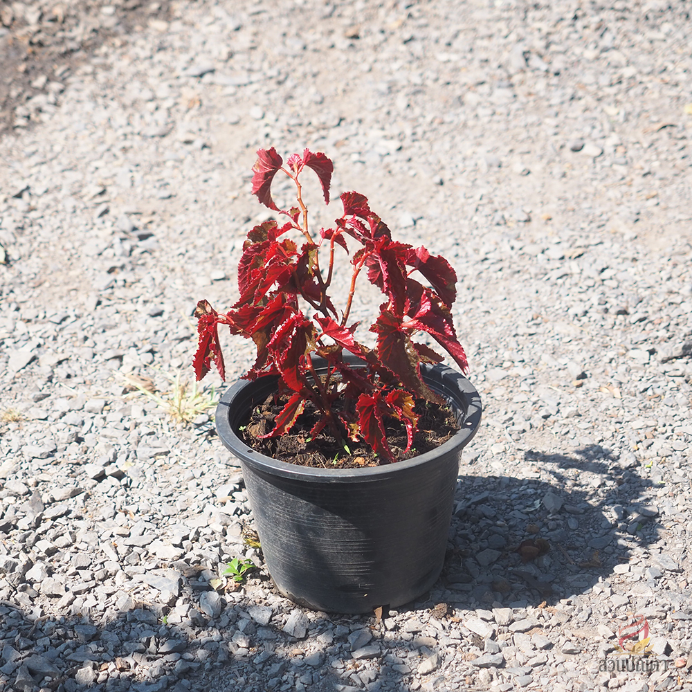 บีโกเนีย มังกรแดง