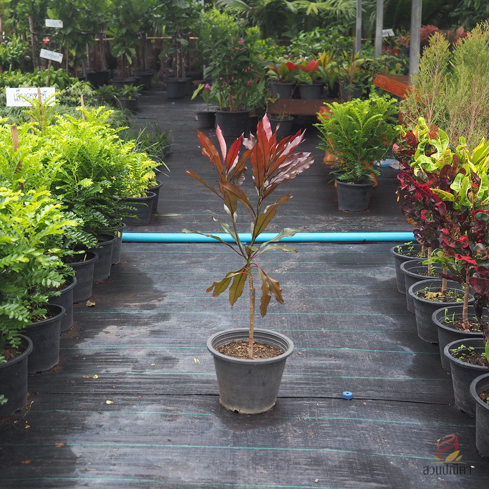 เป็ดแดง