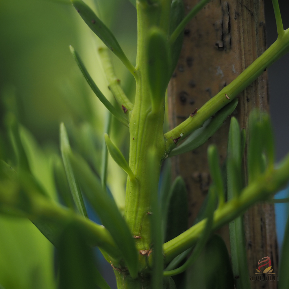 สนใบพาย