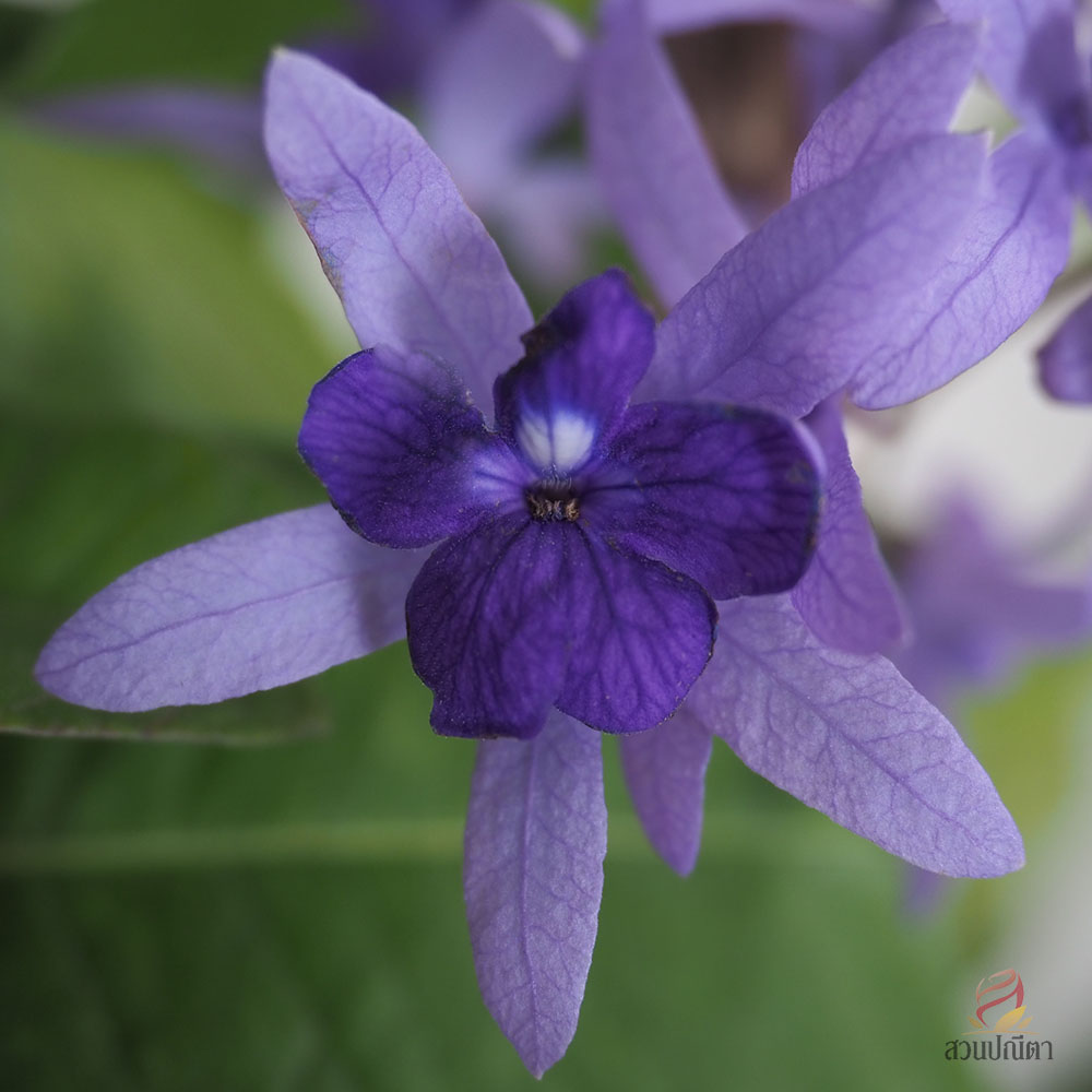 พวงครามออสเตเรีย