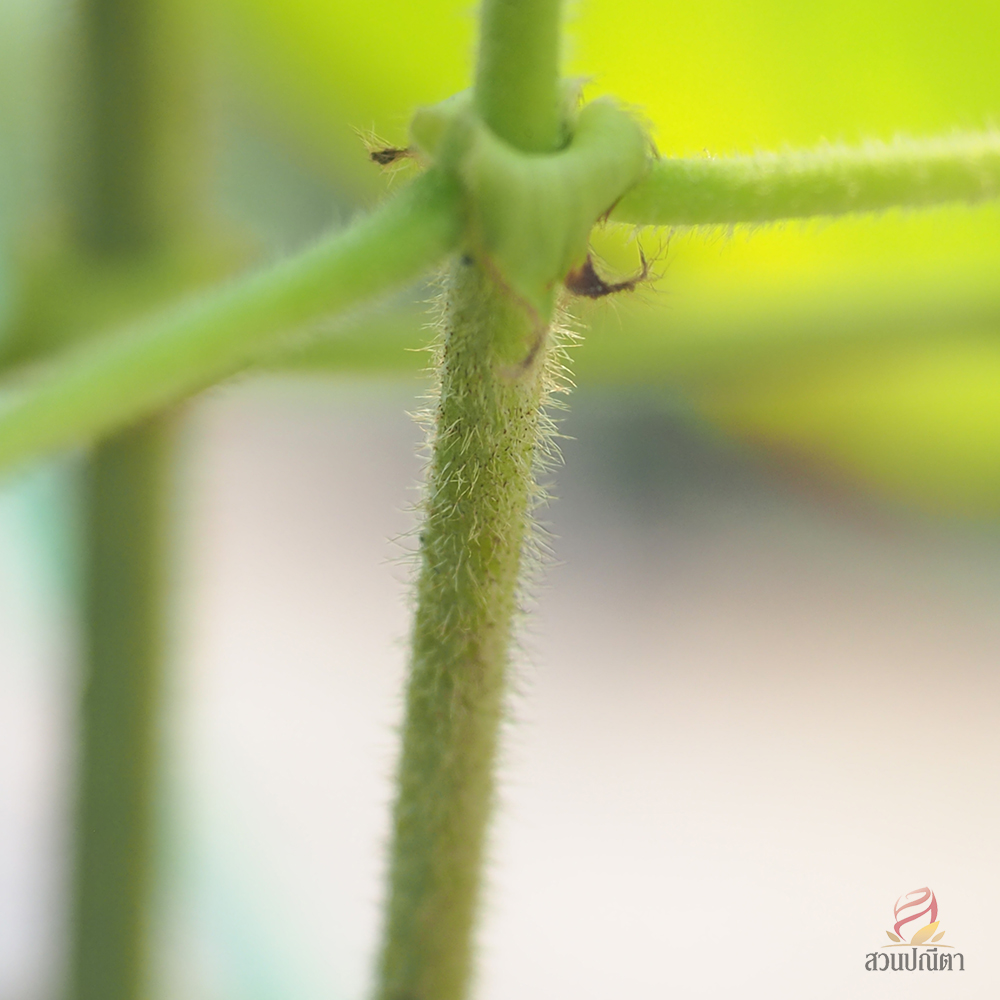 ดอนญ่าแดง