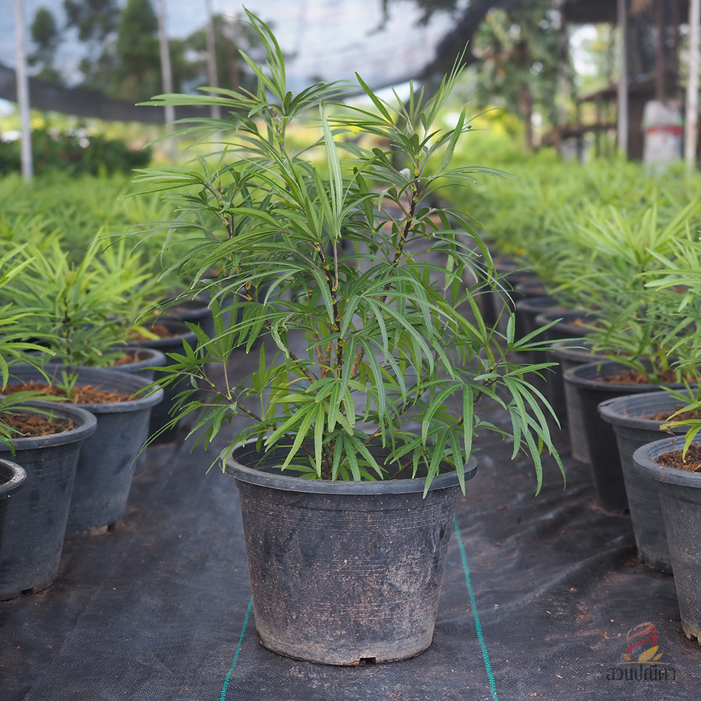 เล็บครุฑห้าแฉก