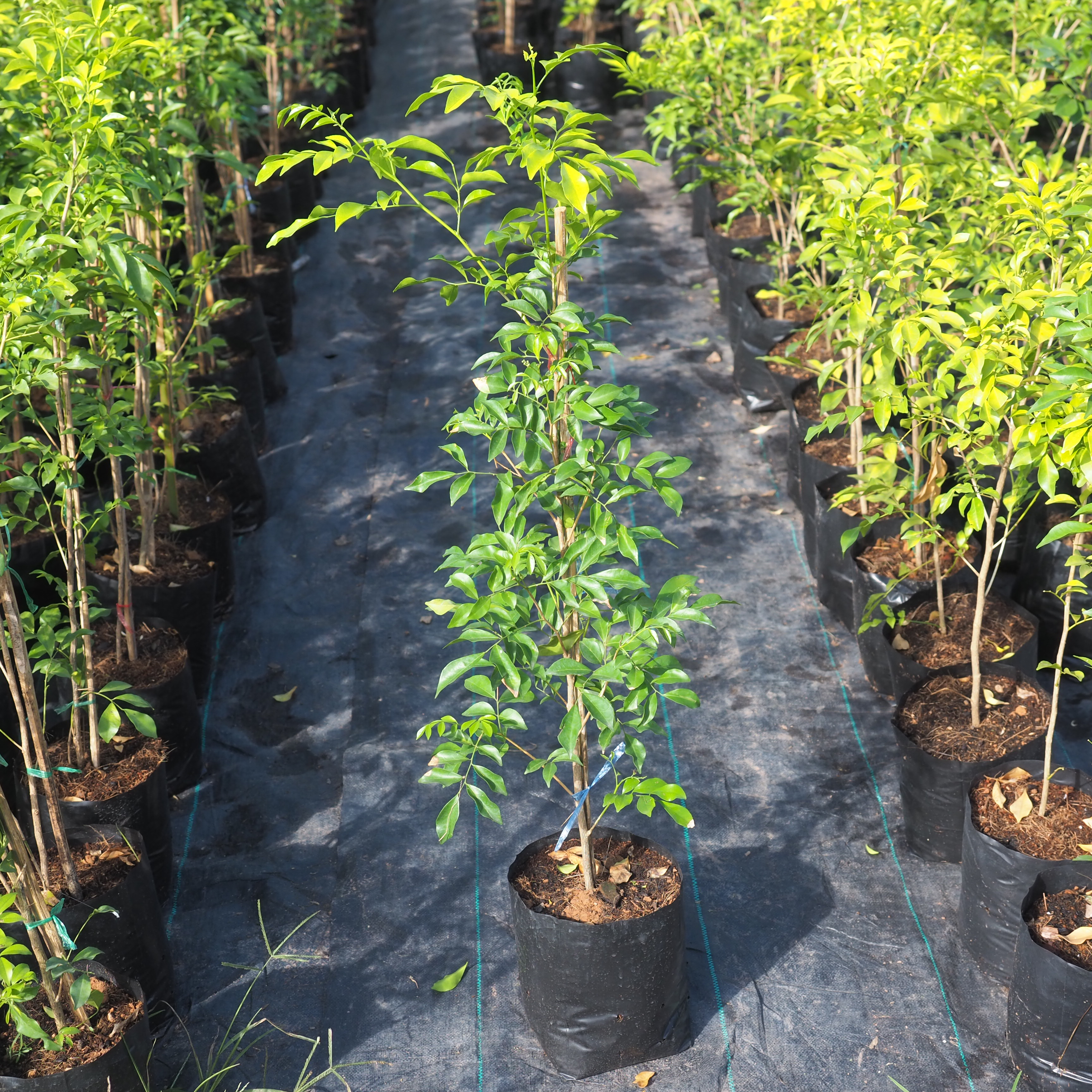 แก้วไทย