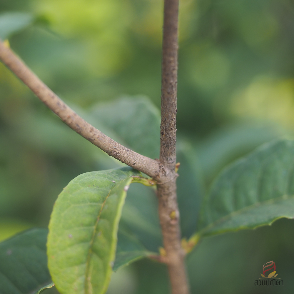 หอมหมื่นลี้