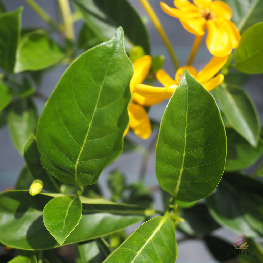 พุดน้ำบุศย์