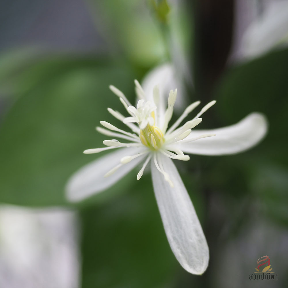 พวงวิวาห์