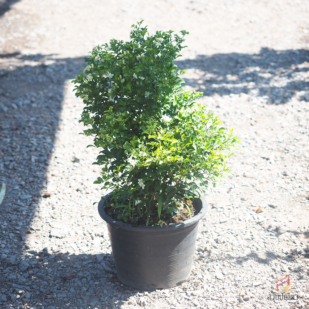 แก้วแคระพวงมณี