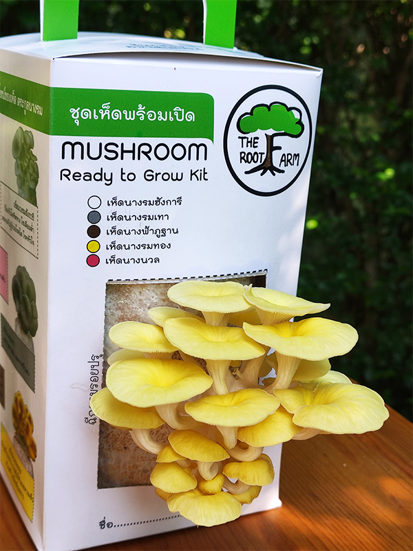 ชุดคิทเห็ดนางรมทองพร้อมเปิด (Mushroom Ready To Grow Kit)