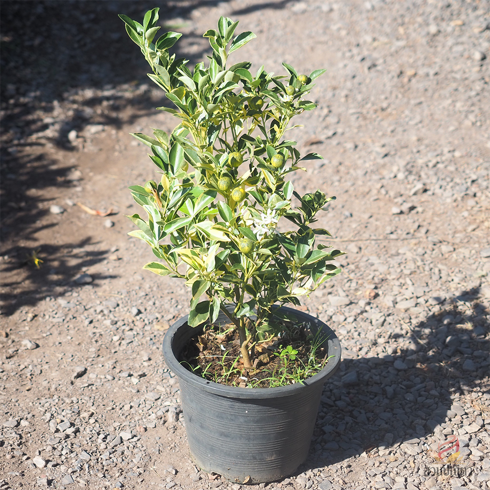 ส้มจี๊ดด่าง