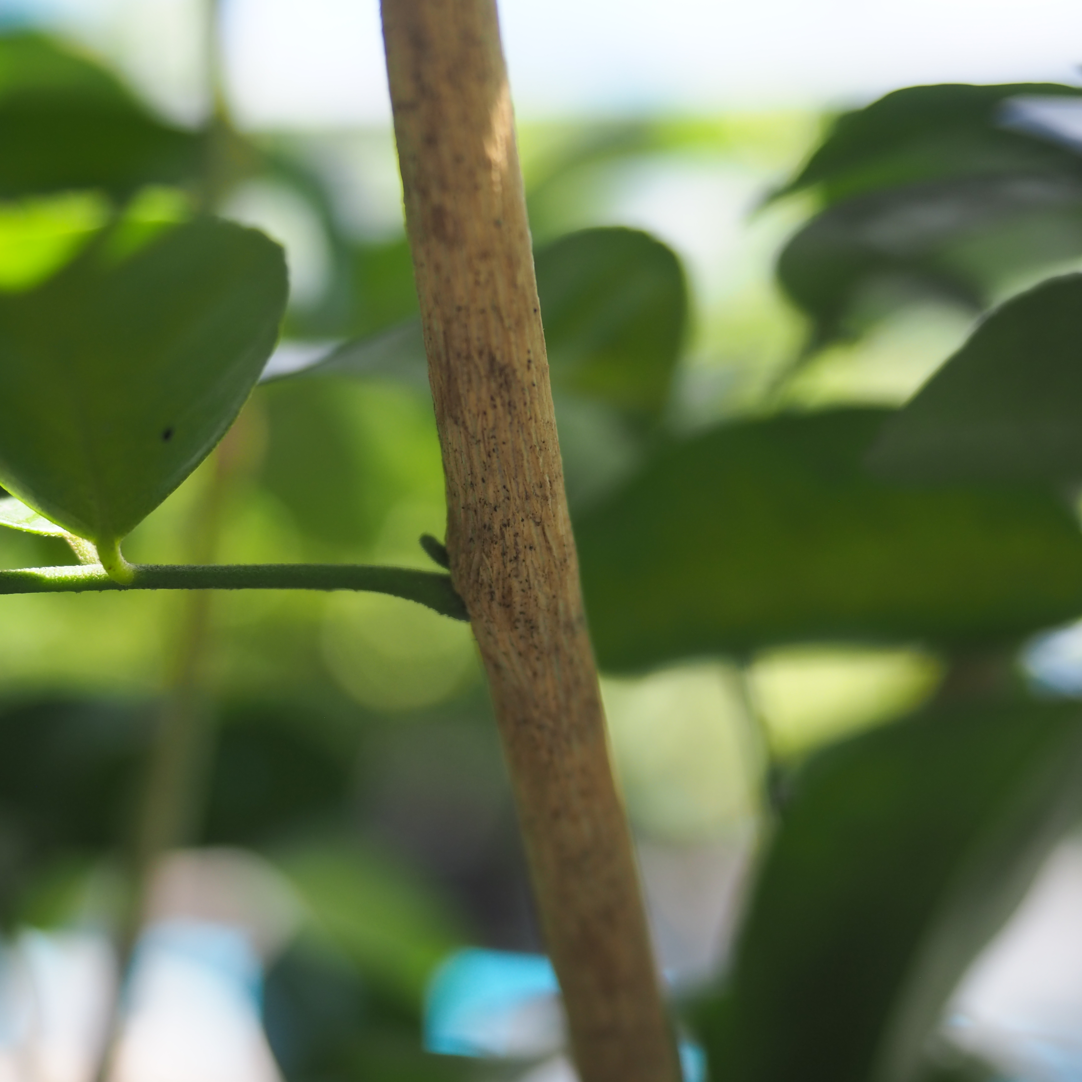 แก้วหิมาลัย