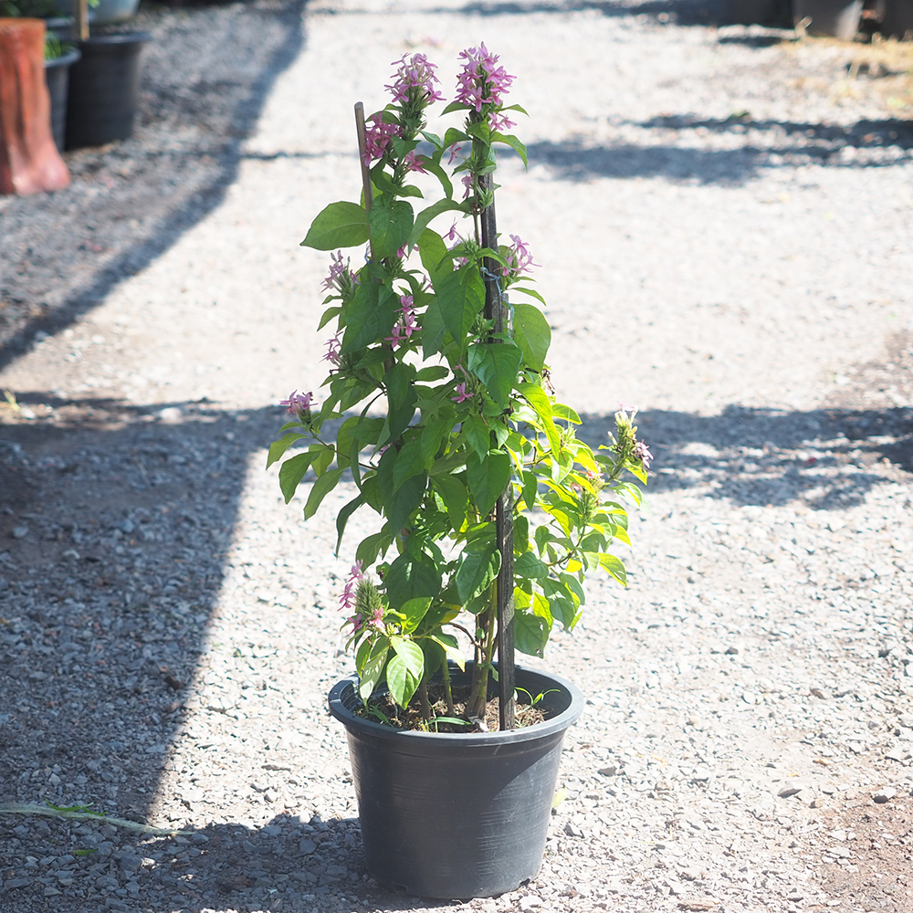 อเมริกันบิวตี้