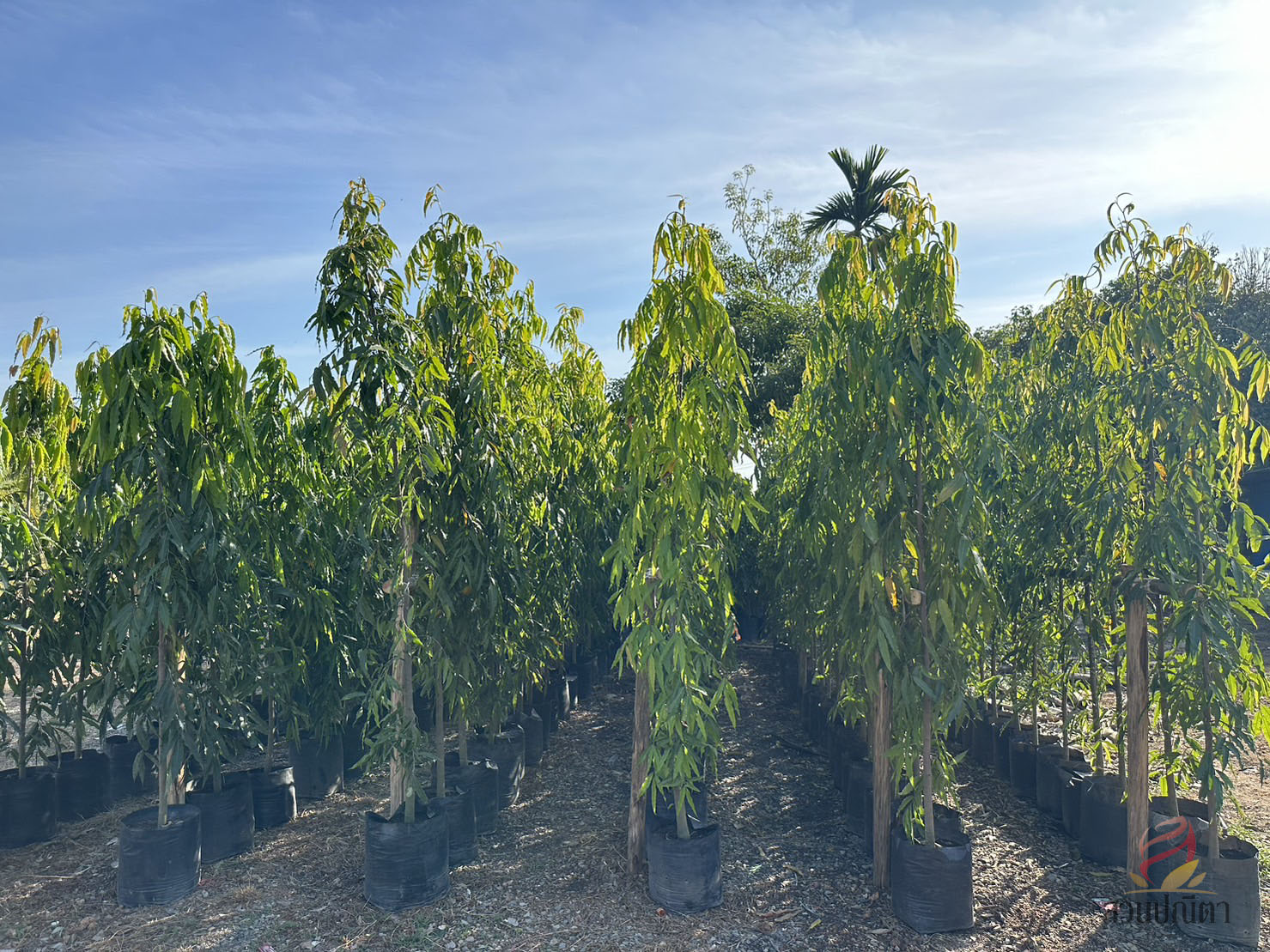 อโศกอินเดีย (ไซส์ถุง)