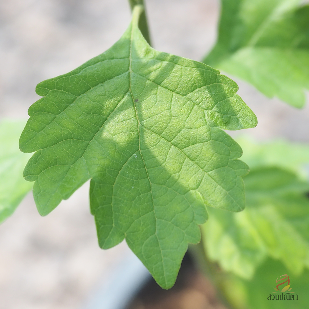 เรดาห์ม่วง