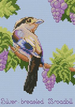 Silver-Breast Broadbill