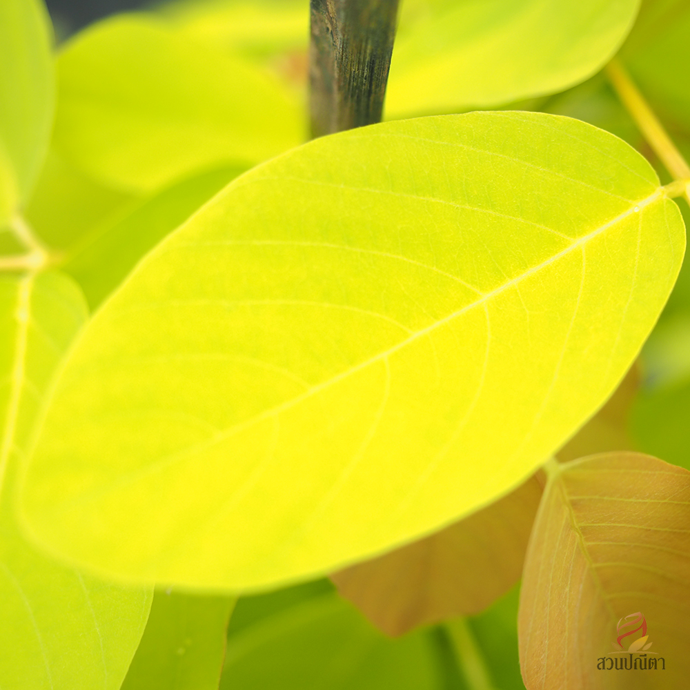 ชะแมบทอง