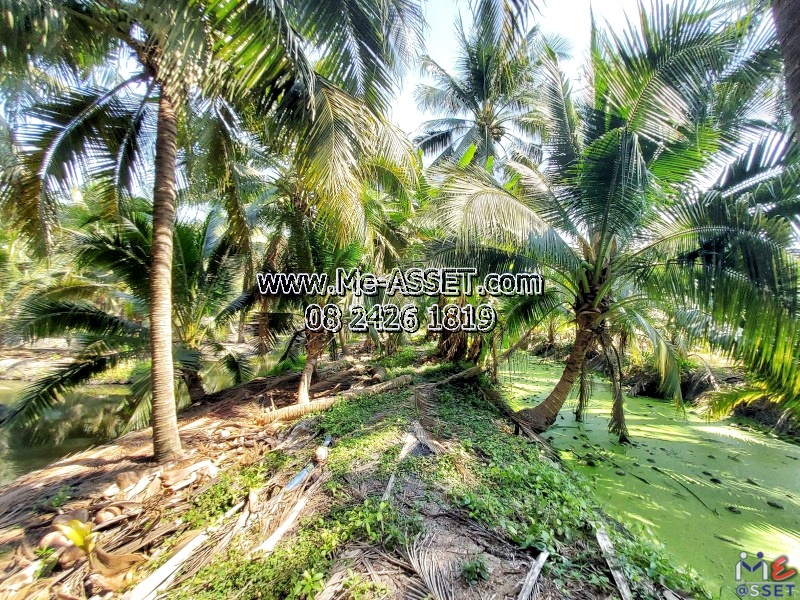 ขายที่ดินสวนมะพร้าวน้ำหอม ย่าน ทิมเรืองเวช หนองนกไข่ คลองจินดา บางช้าง สามพราน : ใกล้หมู่บ้านทิมเรืองเวช : 9-1-1 ไร่