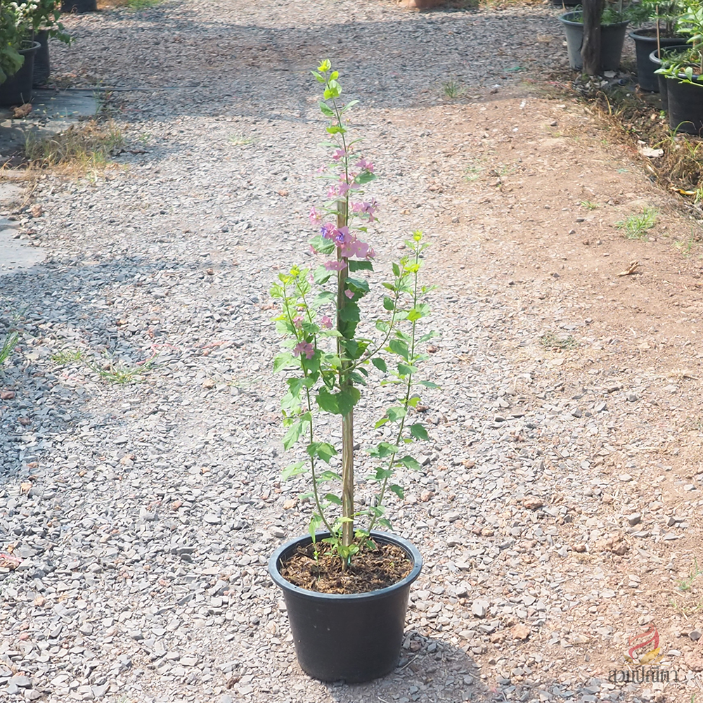 เรดาห์ม่วง