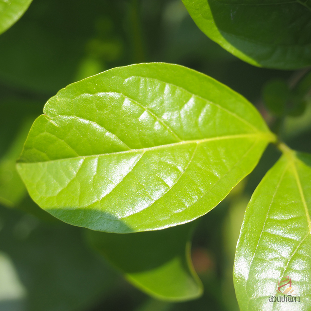 ม่วงมณีรัตน์