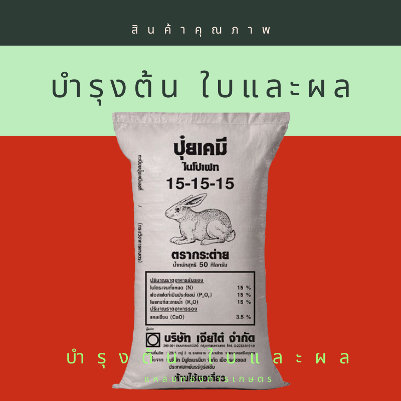 15-15-15 รัสเซีย กระต่าย